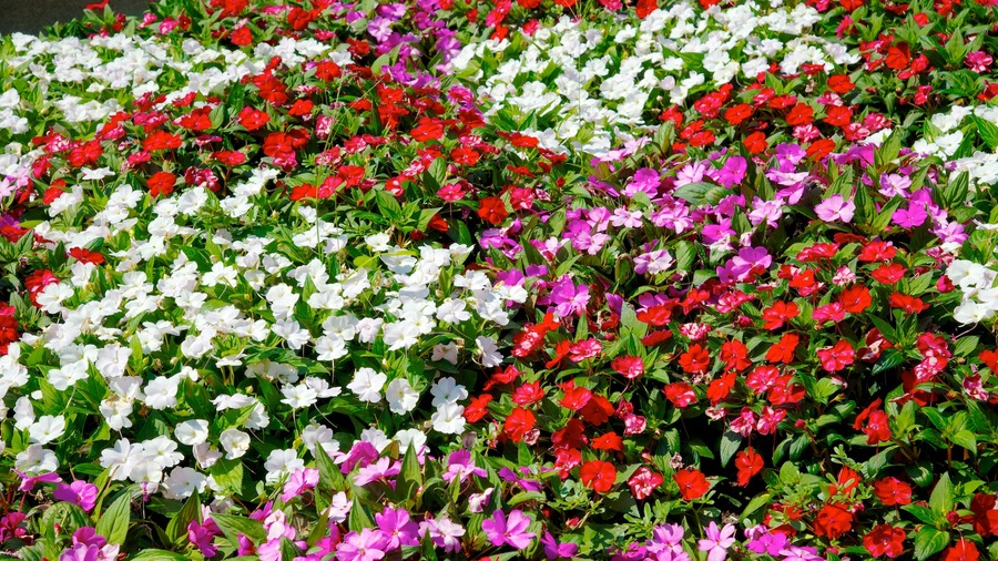 Comunidad de Madrid mostrando flores