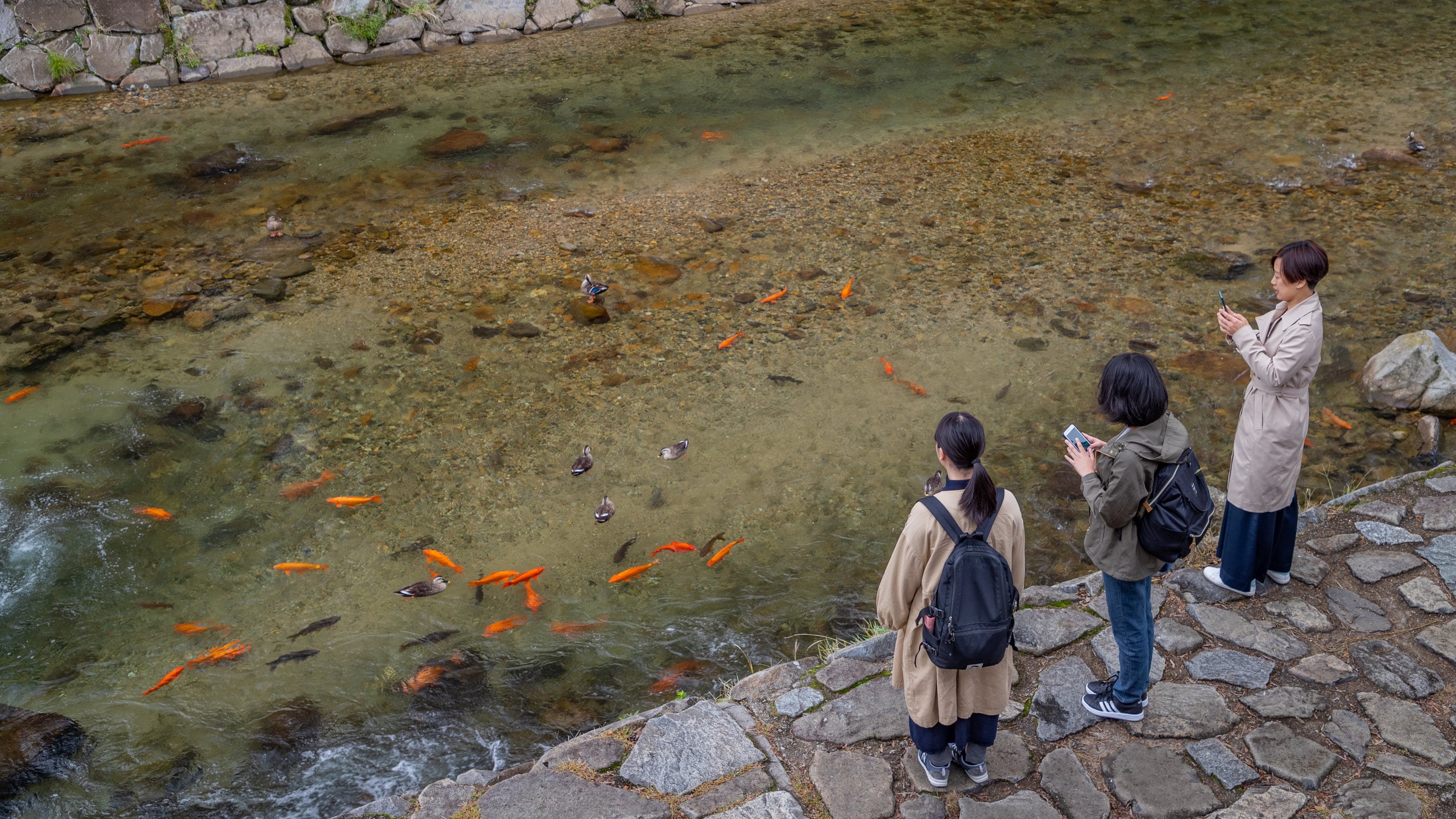 Takayama featuring marine life and a river or creek as well as a small group of people