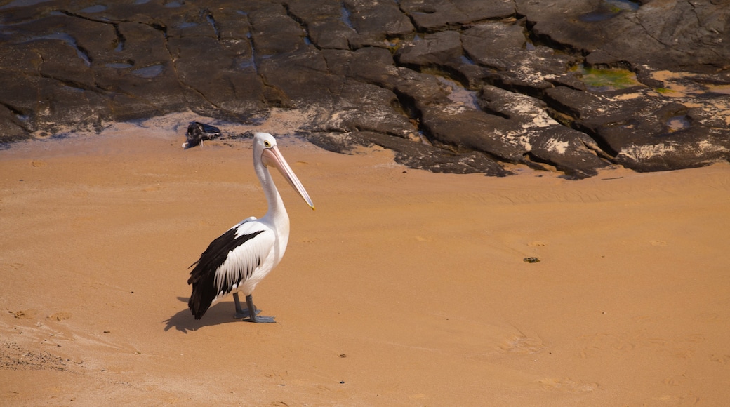 King Edward Park showing bird life and a beach