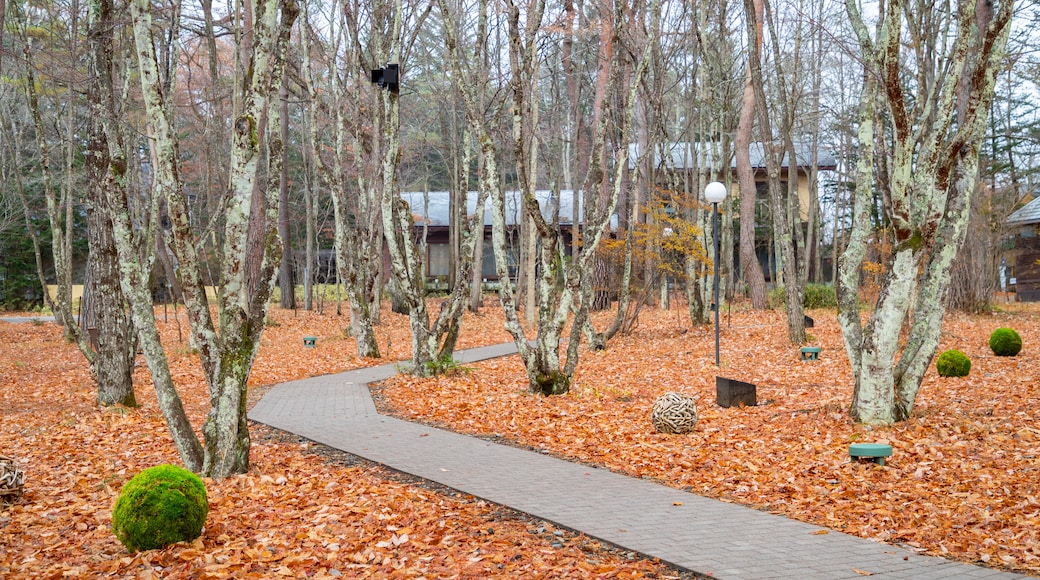 Karuizawa Church which includes autumn leaves and a park