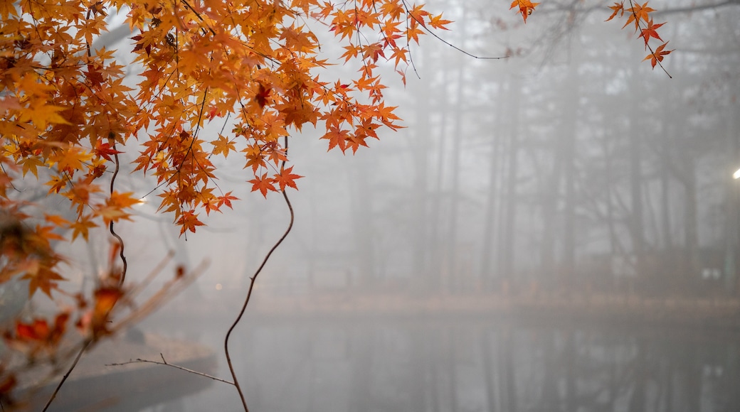 Kumoba Pond which includes a pond, autumn leaves and mist or fog