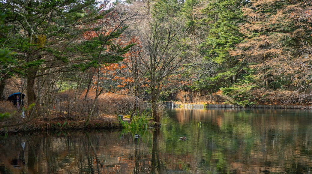 Kumoba Pond which includes a pond and forest scenes