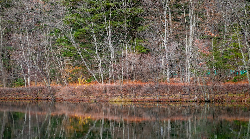 Kumoba Pond showing a pond and forest scenes