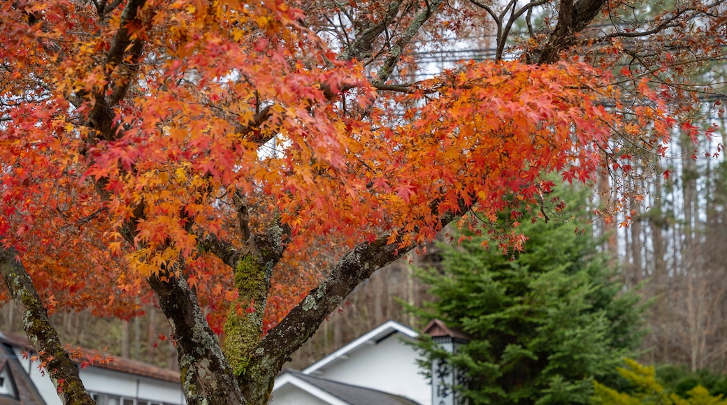 Karuizawa Church featuring autumn leaves