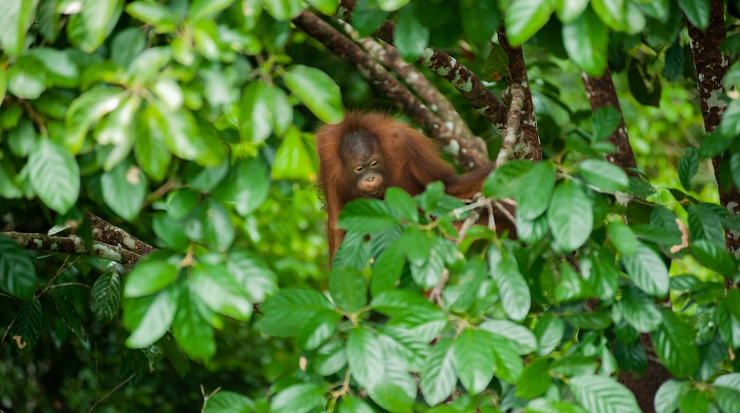 Pusat Penemuan Hutan Hujan