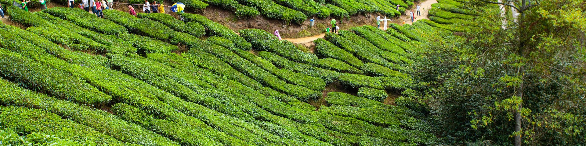 Boh Tea Plantation featuring hiking or walking and a garden as well as a small group of people