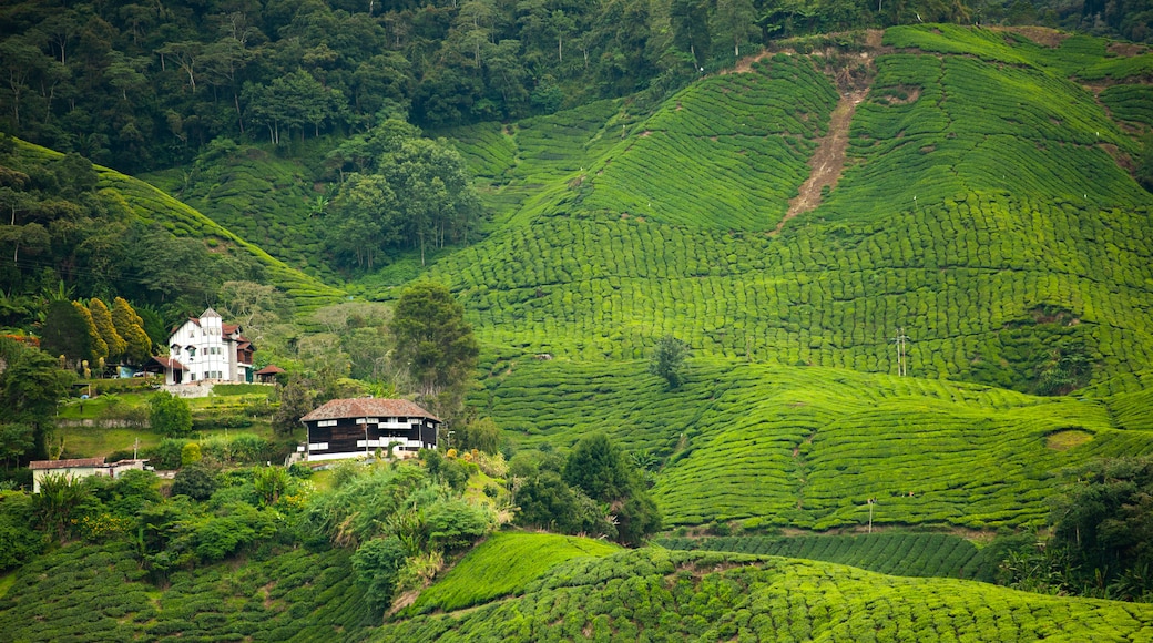 Boh Tea Plantation which includes landscape views, a small town or village and tranquil scenes