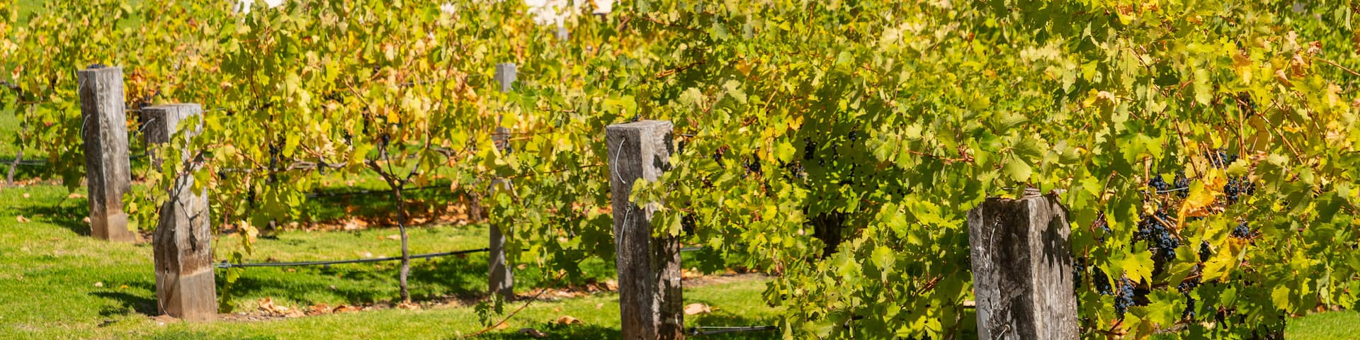McLaren Vale featuring farmland