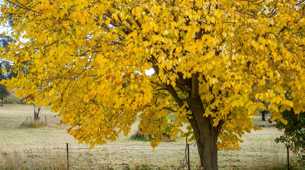 O\'connell which includes tranquil scenes and autumn leaves