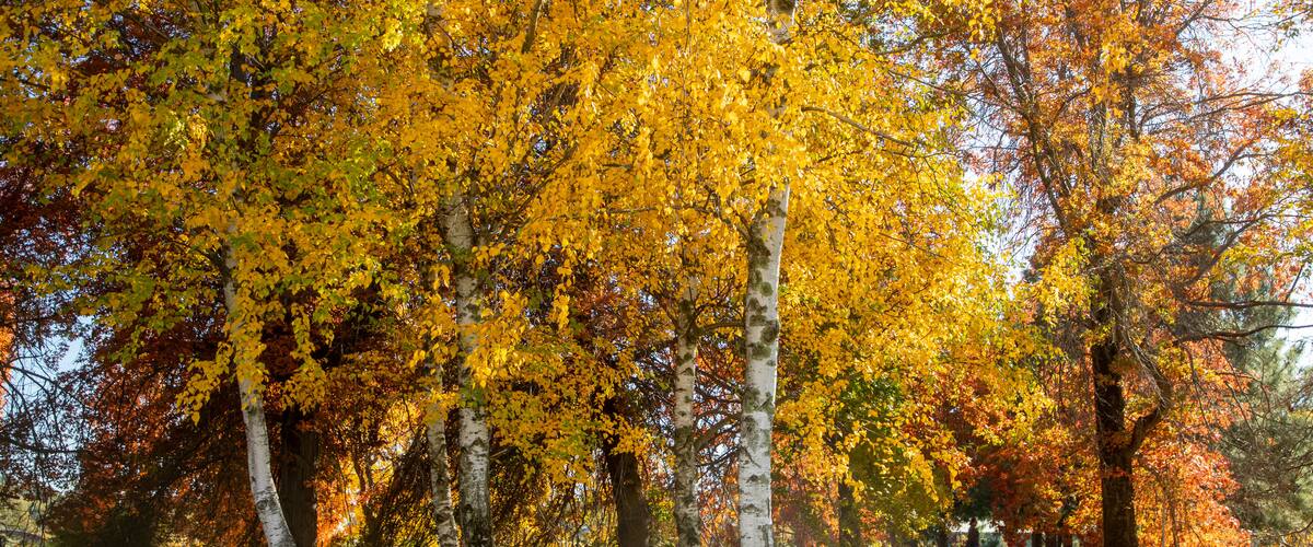 Orange Botanic Gardens showing a park and fall colors