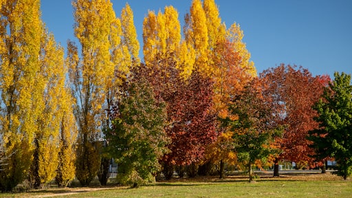 Orange which includes a garden and autumn leaves