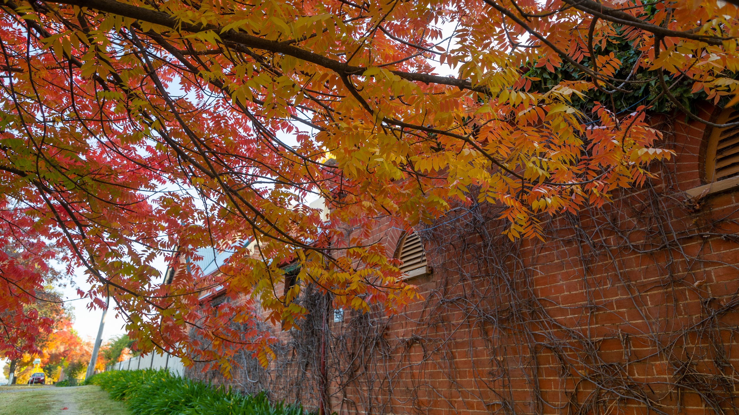 Bathurst featuring fall colors