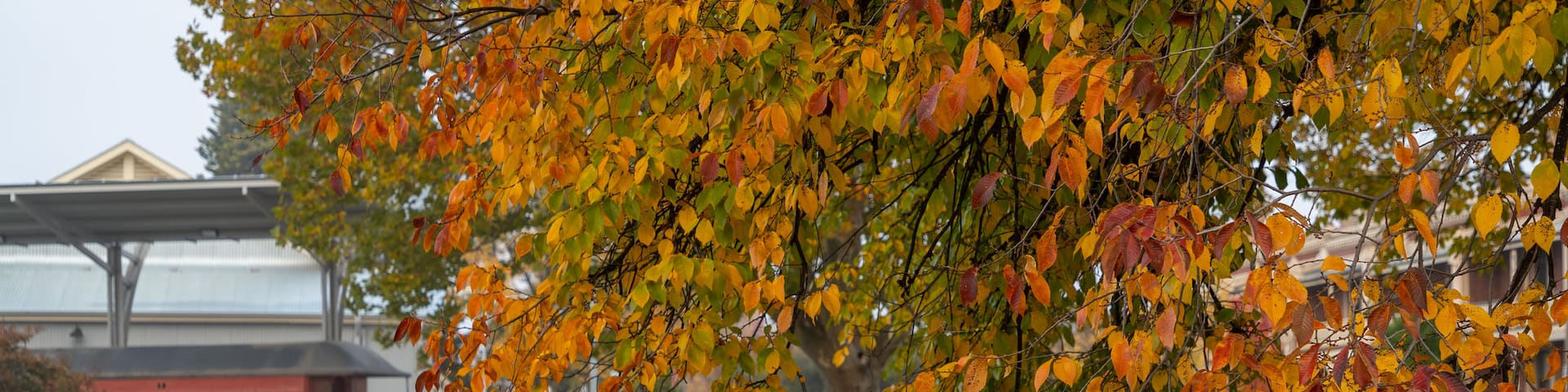 Bathurst featuring autumn leaves