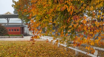 Bathurst featuring autumn leaves
