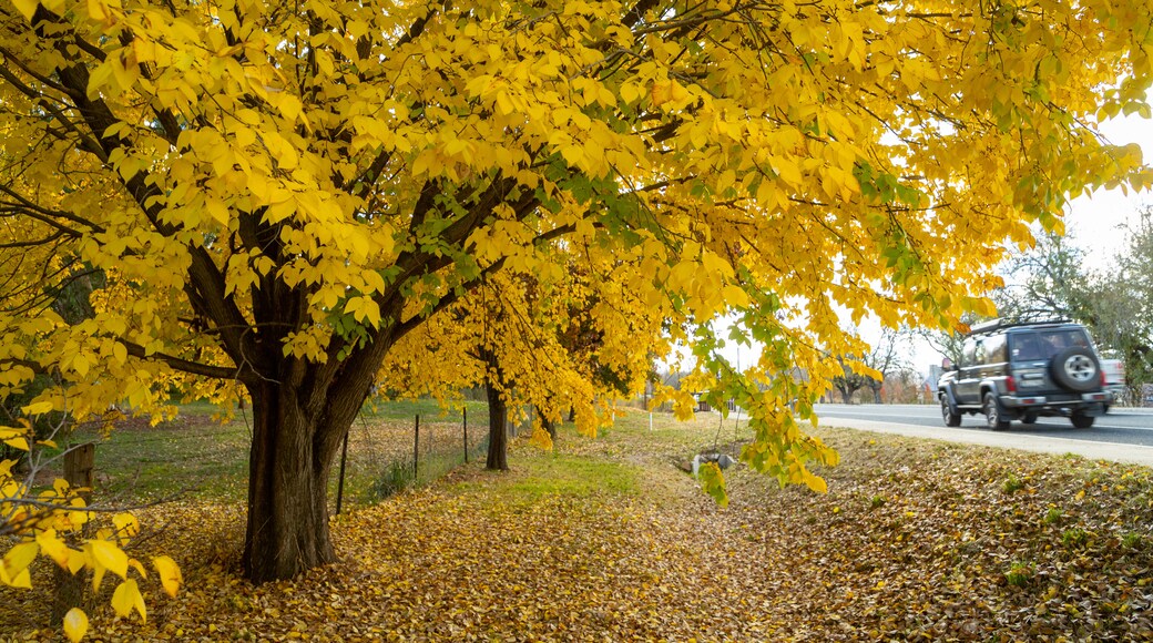 O\'connell featuring fall colors