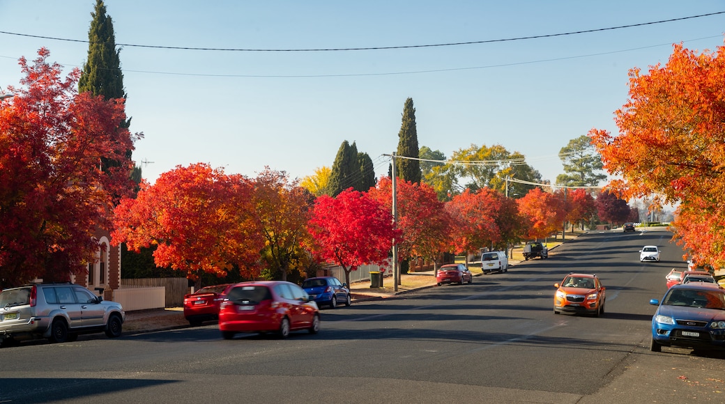 Bathurst CBD