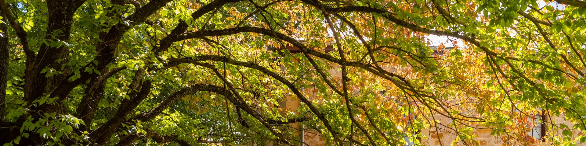 Hahndorf Academy & Heritage Museum featuring heritage elements