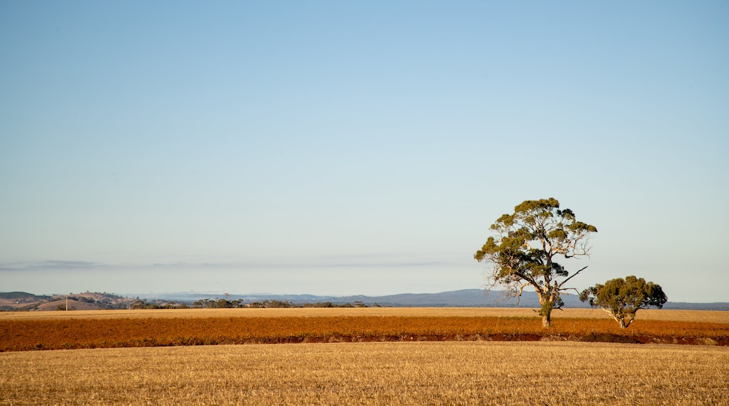 Tanunda