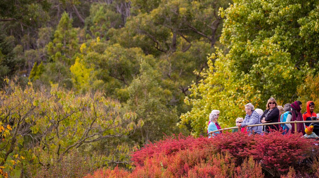 สวนพฤกศาสตร์ Mount Lofty