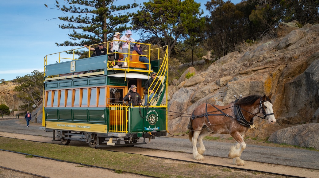 Victor Harbor Horse Drawn Tram showing horseriding and heritage elements as well as a small group of people