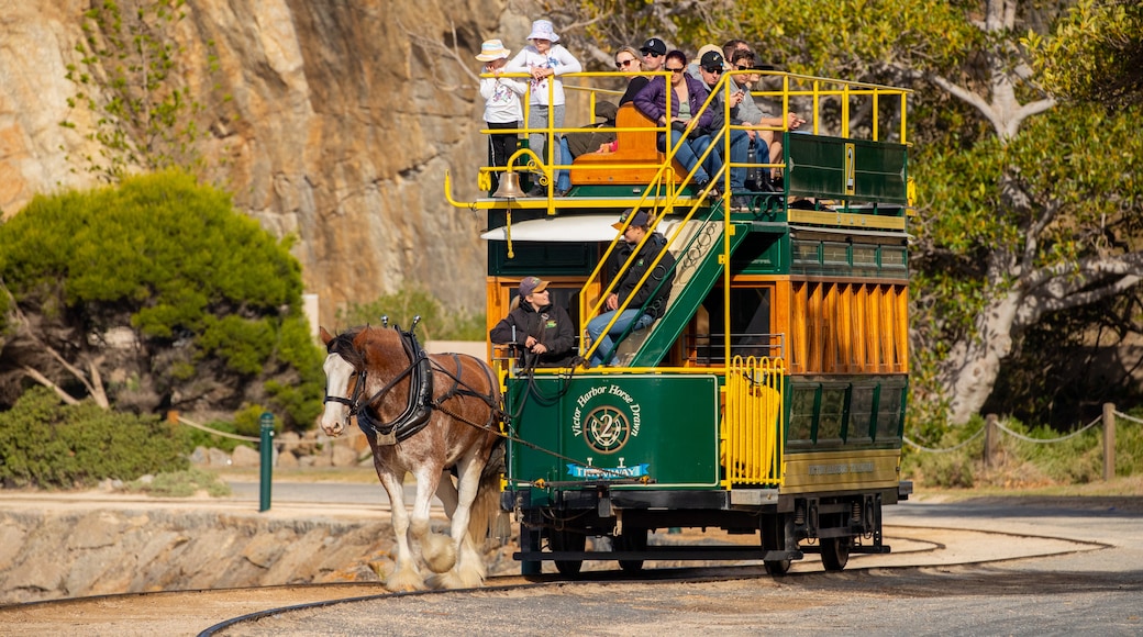Victor Harbor Horse Drawn Tram showing railway items, land animals and heritage elements