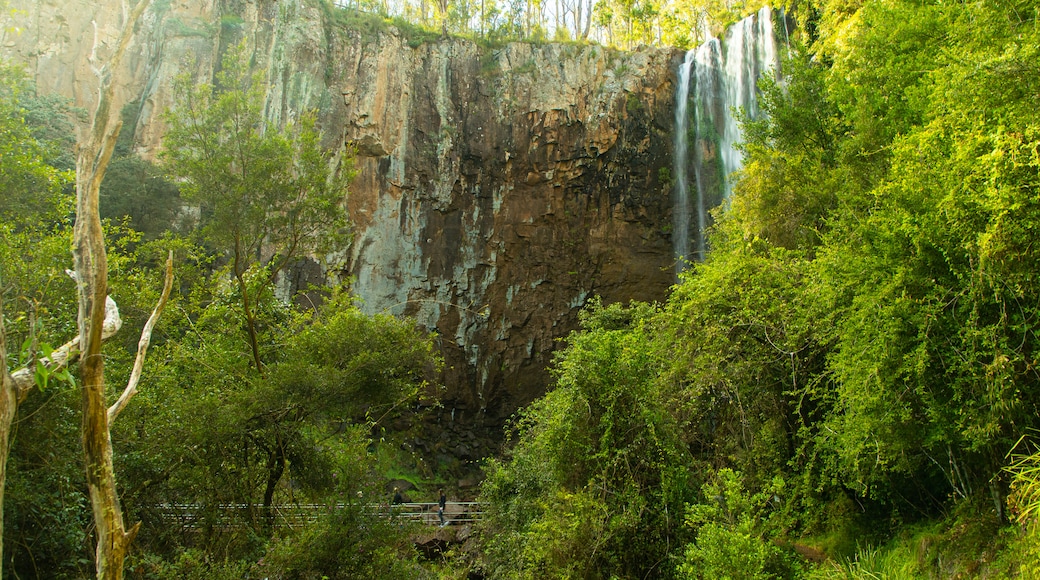 Queen Mary Falls featuring a waterfall and forests