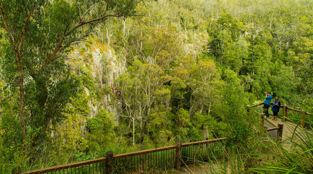 Queen Mary Falls which includes tranquil scenes, forest scenes and views