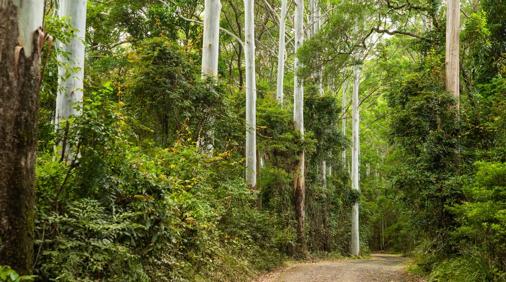 Main Range National Park showing forest scenes