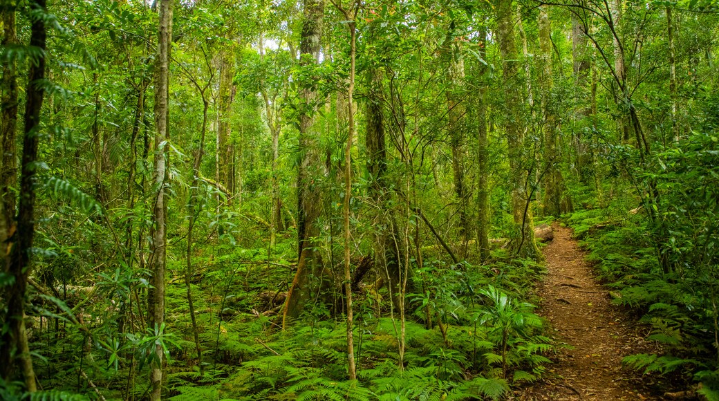 Main Range National Park which includes forest scenes