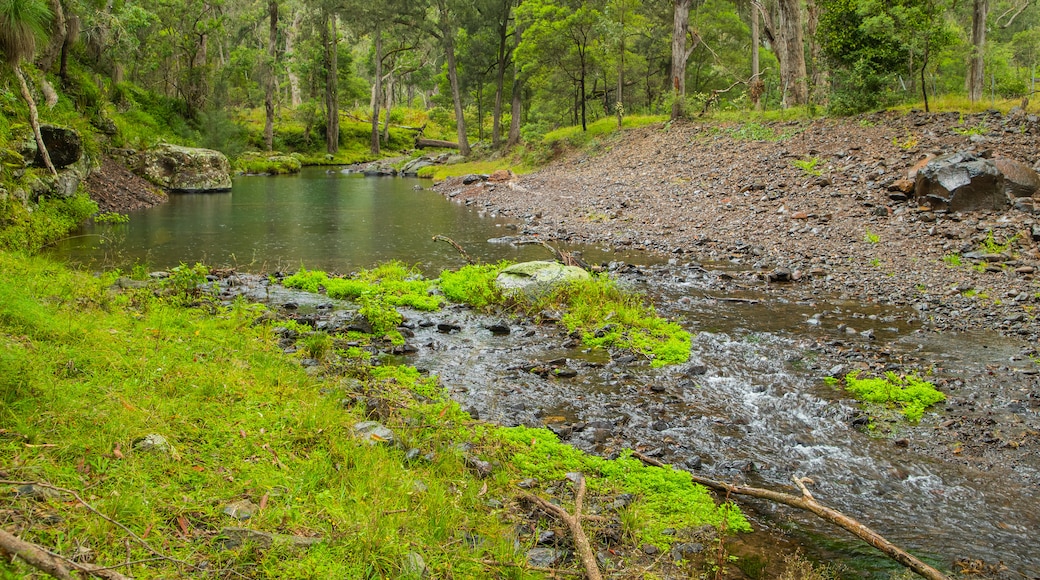 Main Range National Park which includes a river or creek and forests