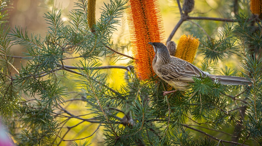 Girraween National Park