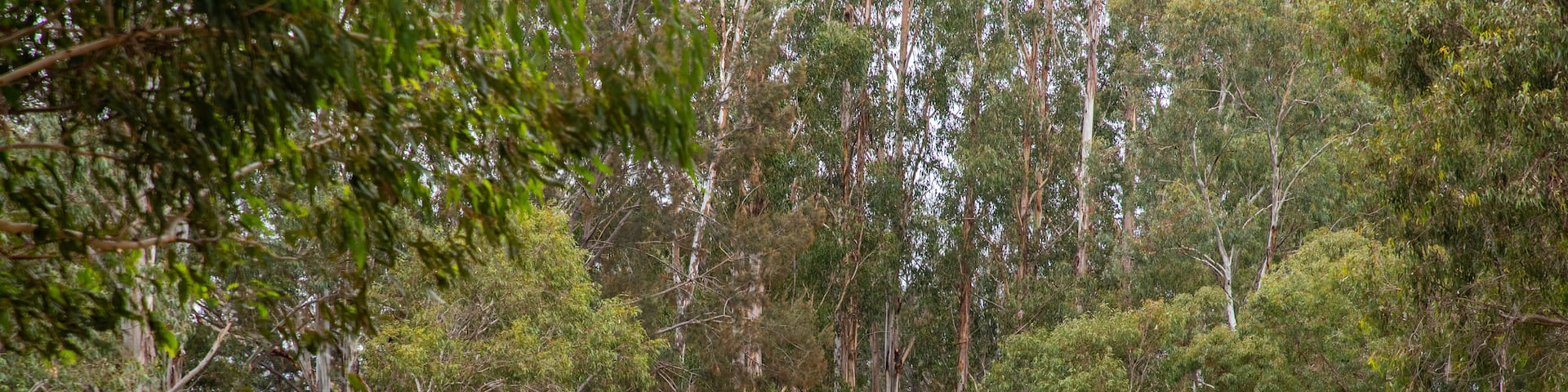 Maryvale featuring a garden