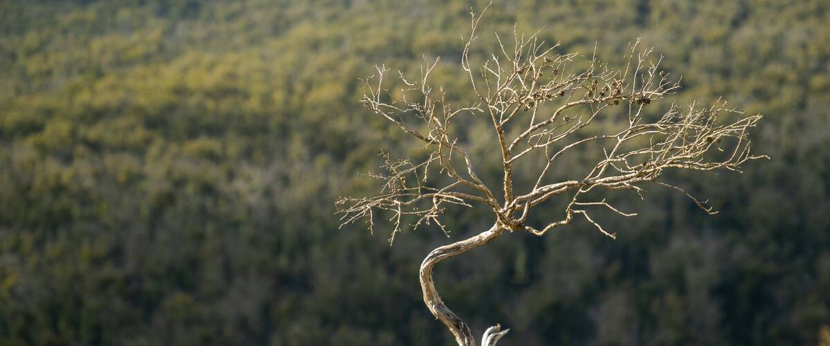 Bald Rock National Park featuring tranquil scenes