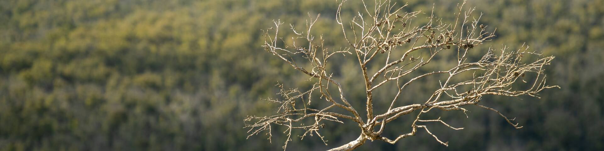 Bald Rock National Park featuring tranquil scenes