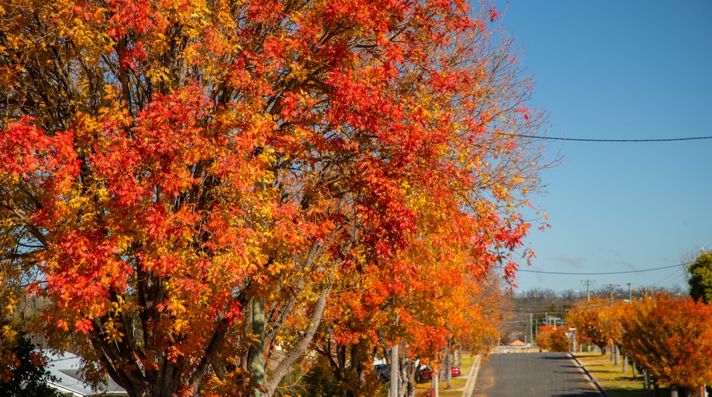 Tenterfield showing autumn leaves