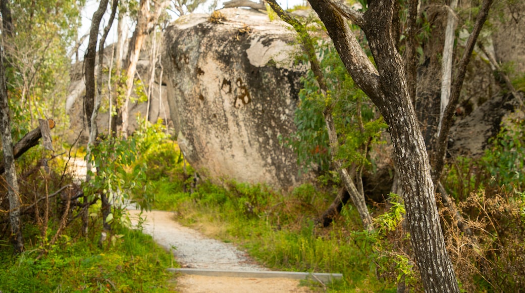 Bald Rock National Park