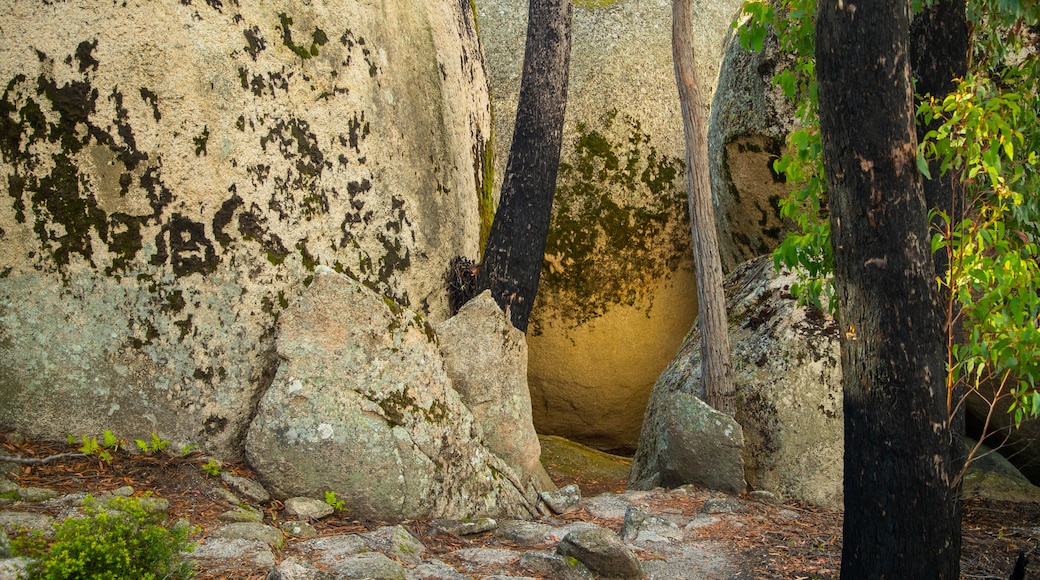 Bald Rock National Park featuring forest scenes and tranquil scenes