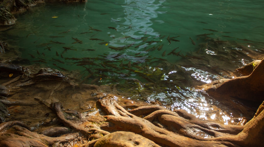 Erawan National Park featuring a lake or waterhole and marine life