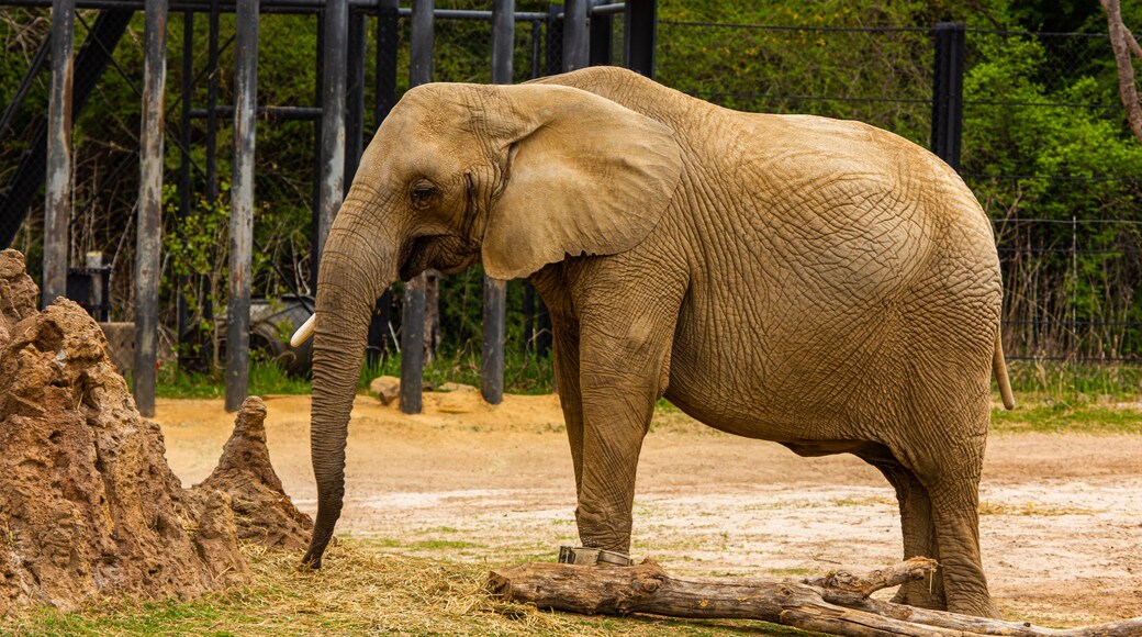 達拉斯動物園