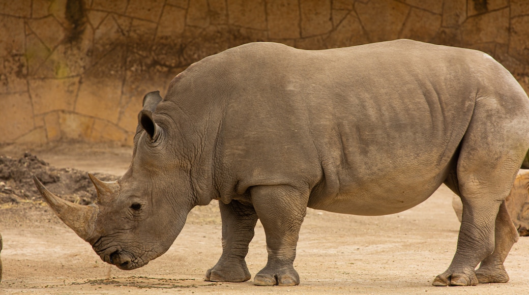 Zoológico y Acuario de San Antonio