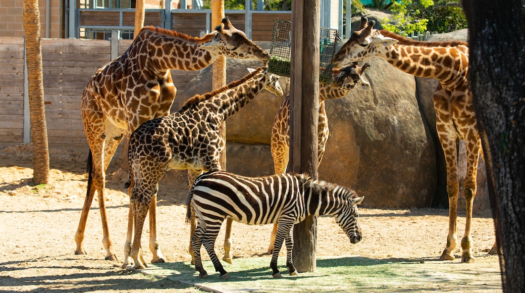 Houston Zoo