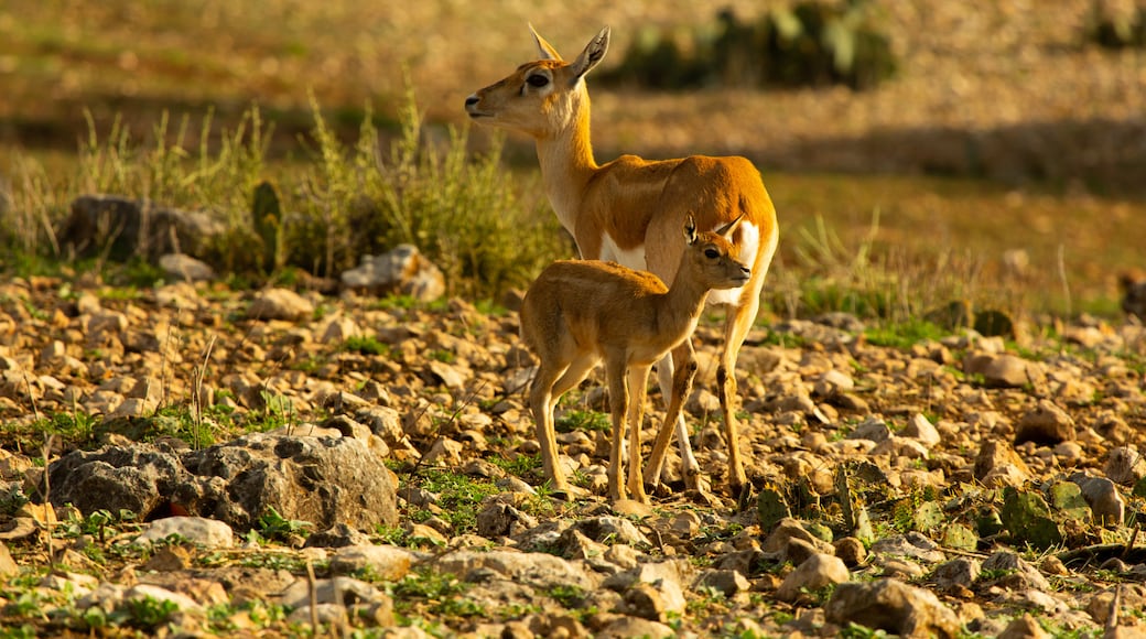 Natural Bridge Wildlife Ranch