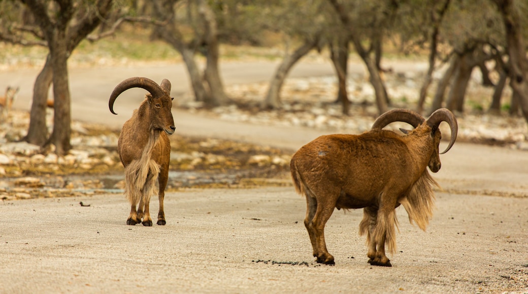 Natural Bridge Wildlife Ranch showing land animals