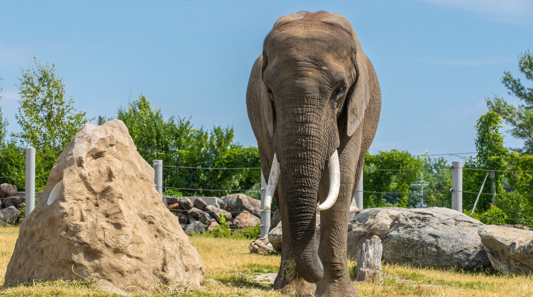 Dierentuin van Granby