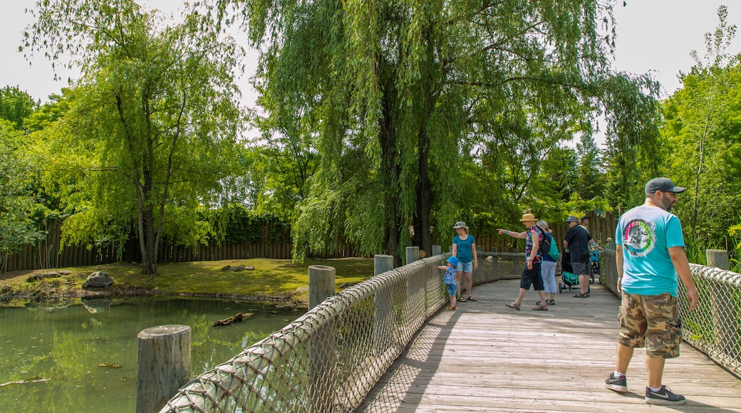 Granby Zoo which includes a bridge and a pond as well as a family