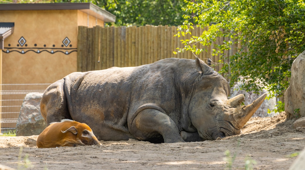 Dierentuin van Granby