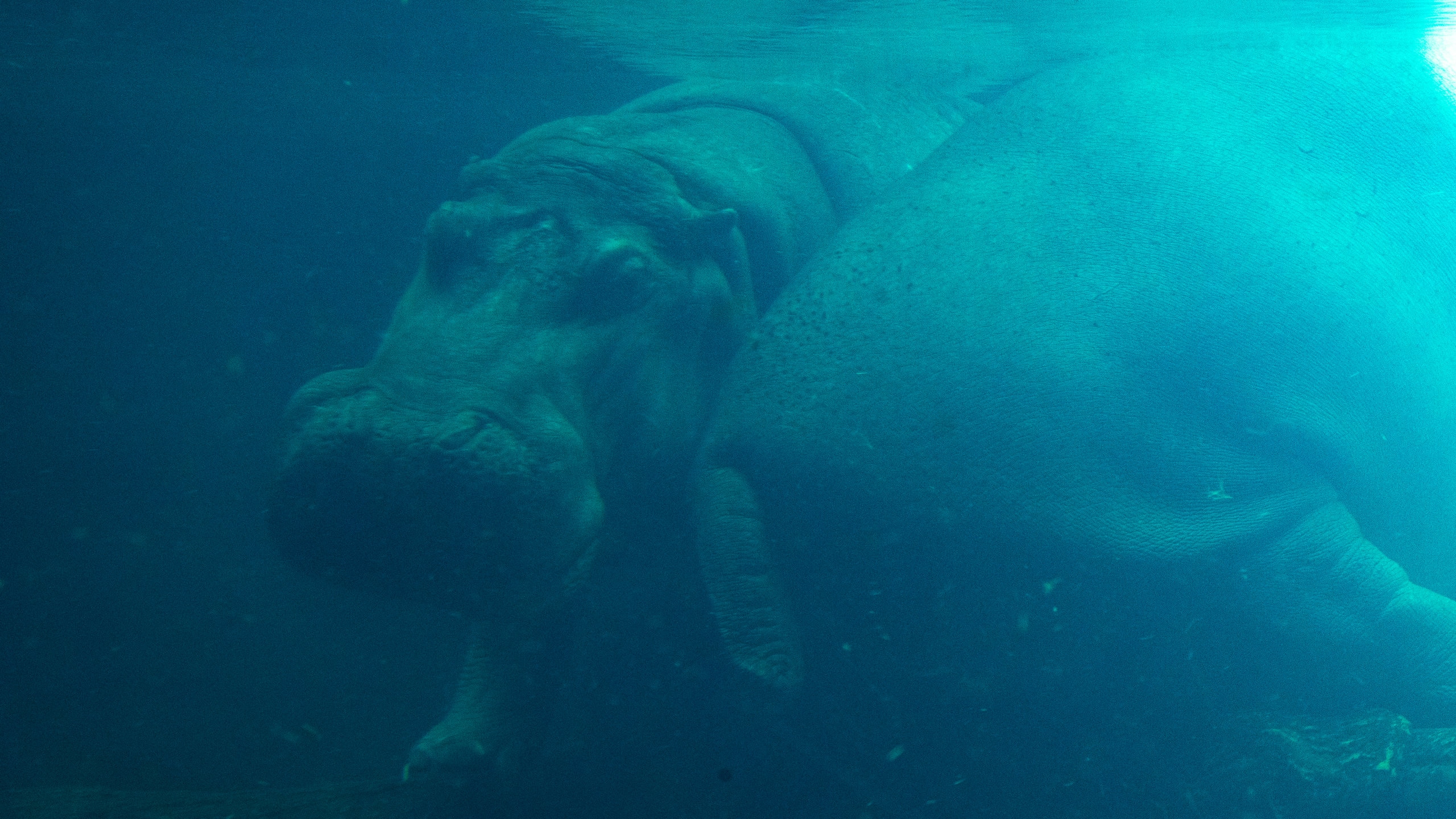 509662-granby-zoo.jpg