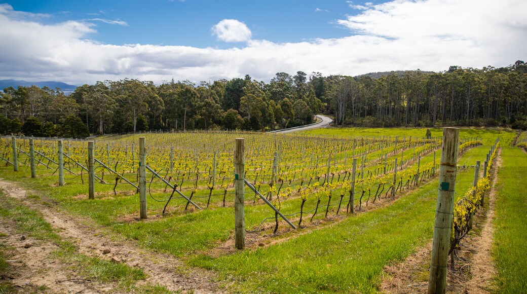 Bruny Island Premium Wines showing farmland