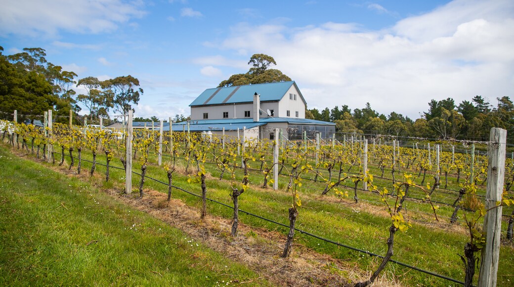 Bruny Island Premium Wines which includes farmland