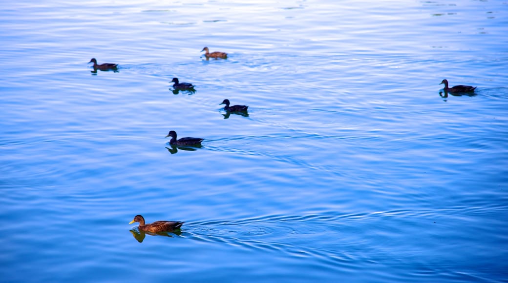 Madrid featuring a pond and bird life